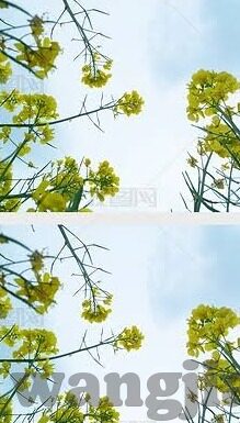 91麻豆porno-91 麻豆成人影片，网络内容与社会影响