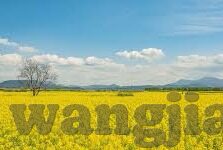 糖心vlog官网-探索糖心vlog官网的魅力世界，内容如何成为我们日常生活的调味剂